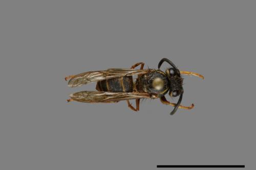 Vespula flaviceps[細黃胡蜂][00073276]