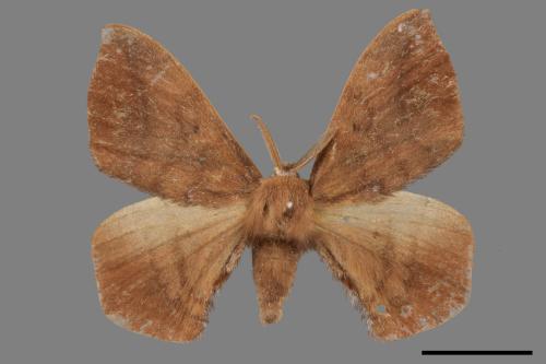 Andraca theae[台灣茶蠶蛾][00059215]