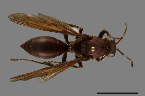 Polistes tenebricosus[赭褐長腳蜂][00117629]