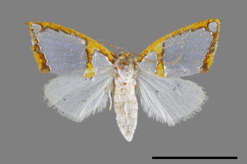 Titulcia confictella[斑表瘤蛾][00091922]