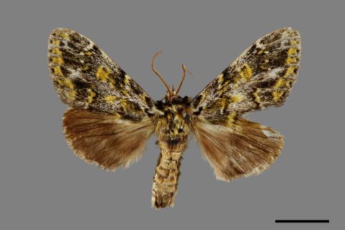 Pseudosomera noctuiformis[00071011]
