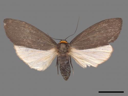 Paraona staudingeri[烏閃苔蛾][00047275]
