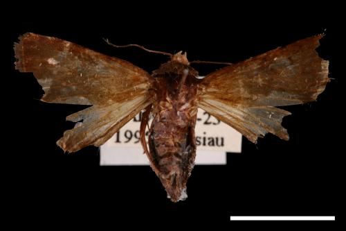 <已分類>Family：Noctuidae[夜蛾科][00042790]