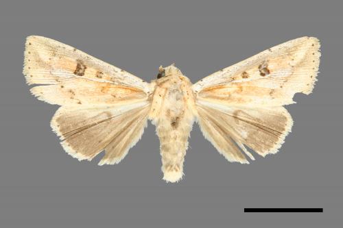 Liparopsis postalbida[中灰舟蛾][00000554]