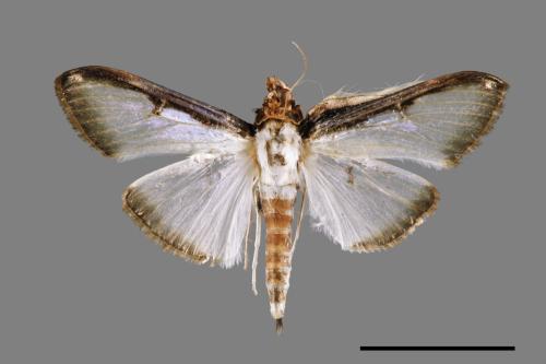 Sisyrophora pfeifferae[00024552]