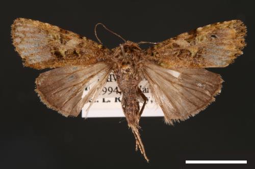 Euplexidia angusta[00001938]