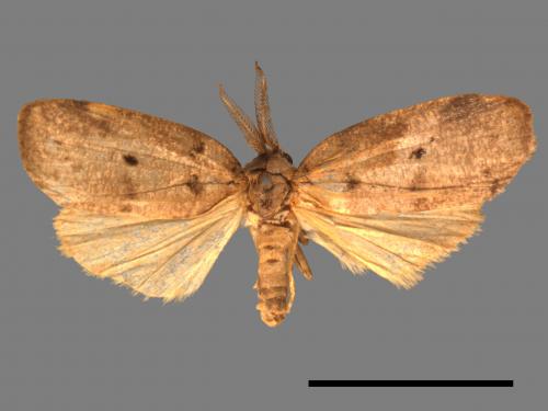 Eugoa grisea[雙點良苔蛾][00036352]