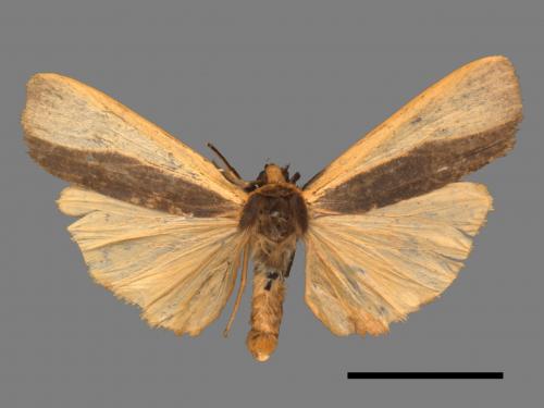 Agylla divisa[梯雙分華苔蛾][00052849]