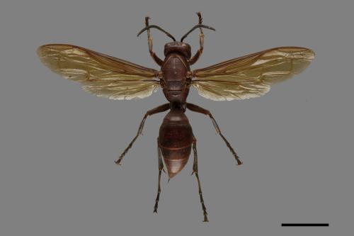 Polistes gigas[巨長腳蜂][00075682]