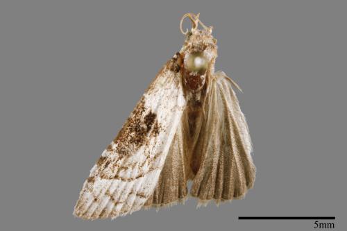 <已分類>Family：Noctuidae[夜蛾科][00008824]
