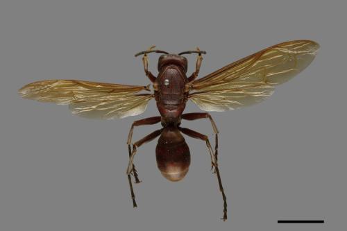 Polistes gigas[巨長腳蜂][00074292]