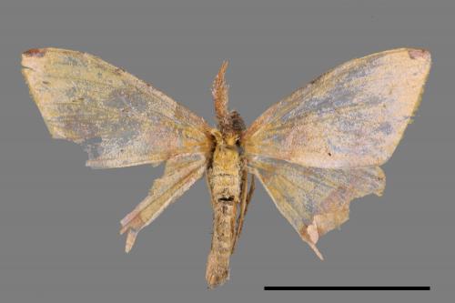 Heterolocha coccinea[頂班內弧尺蛾][00052003]