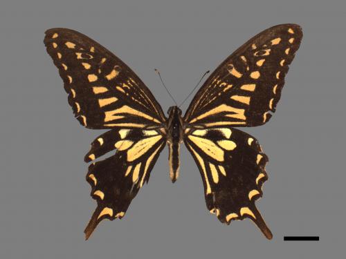 Papilio xuthus[柑橘鳳蝶][00014328]
