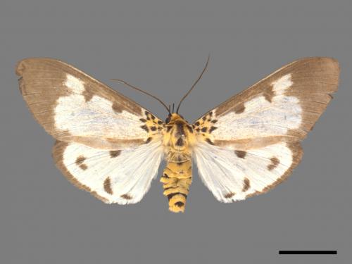 Asota plana lacteata[長斑擬燈蛾][00039661]
