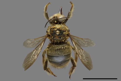 Xylocopa collaris sauteri[白領帶木蜂紹德亞種][00093641]