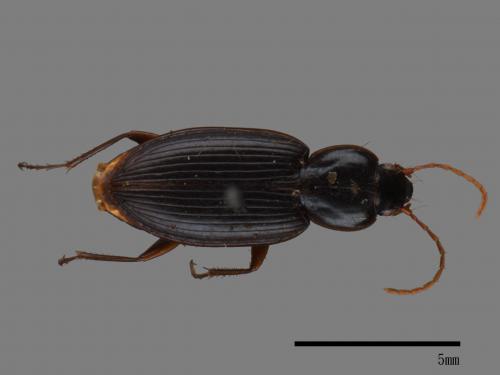 <已分類>Family：Carabidae[步行蟲科][00092696]