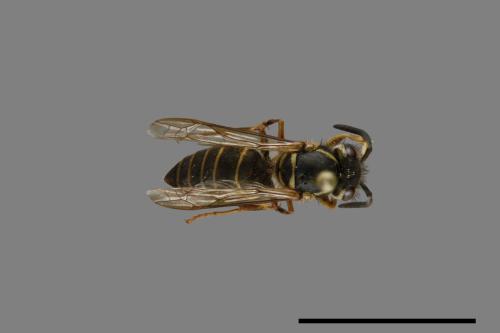 Vespula flaviceps[細黃胡蜂][00073225]