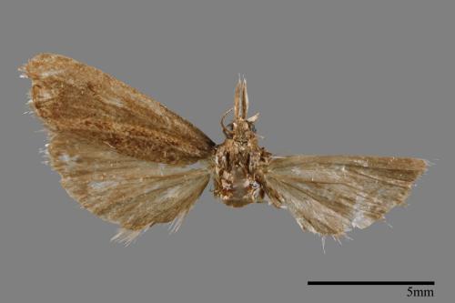 <已分類>Family：Pyralidae[螟蛾科][00014973]