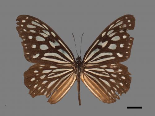 Ideopsis similis[琉球青斑蝶][00027401]