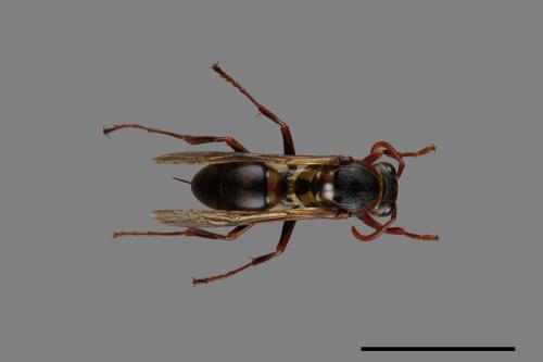 Polistes takasagonus[雙斑長腳蜂][00072686]