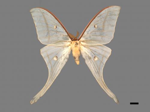 Actias selene ningpoana[長尾水青蛾][00016335]