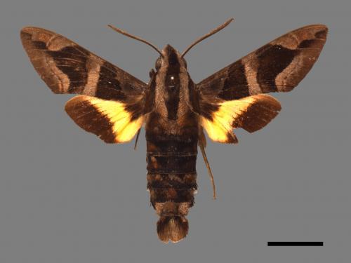 Macroglossum mitchellii imperator[背帶長喙天蛾][00016612]