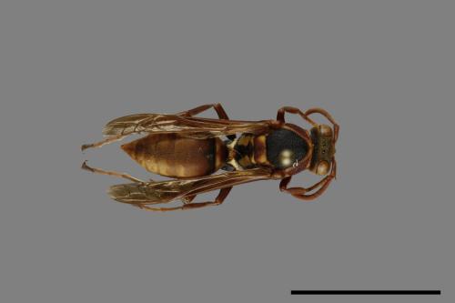 Polistes takasagonus[雙斑長腳蜂][00094683]