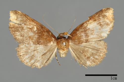 Adrapsa bupalistis[00009996]