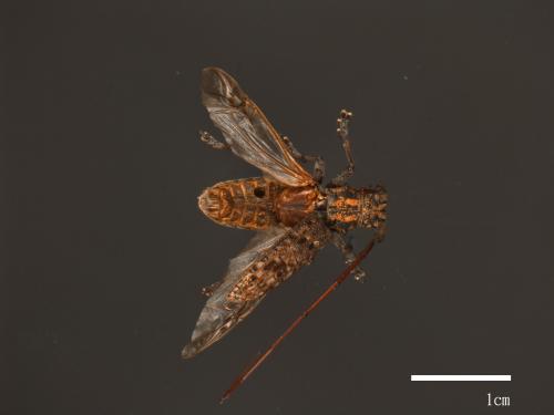 Monochamus alternatus[松斑天牛][00080615]