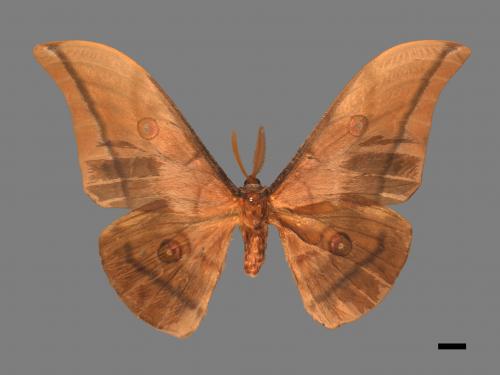 Antheraea yamamai superba[大透目天蠶蛾][00016265]