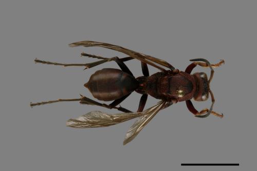 Polistes tenebricosus[赭褐長腳蜂][00074436]