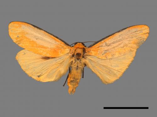 Conilepia nigricosta paiwan[藍緣苔蛾][00047660]