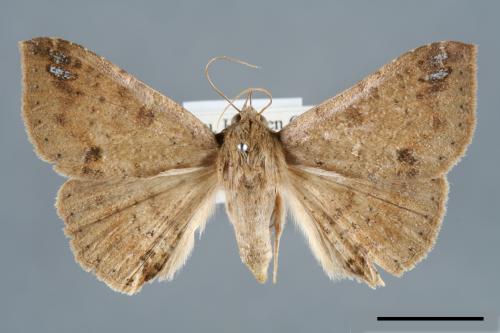 <已分類>Genus：Ericeia[00006521]