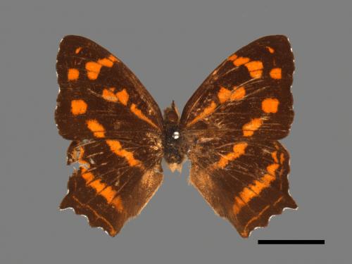 Symbrenthia lilaea formosanus[黃三線蝶][00014538]