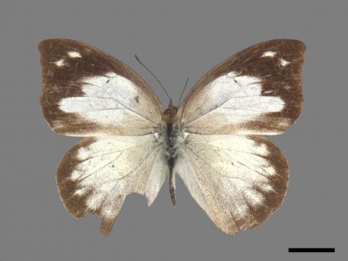 Appias indra aristoxemus[雲紋粉蝶][00024793]