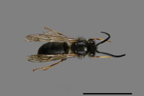 Vespula flaviceps[細黃胡蜂][00073404]