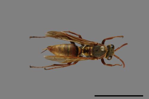 Polistes takasagonus[雙斑長腳蜂][00072657]