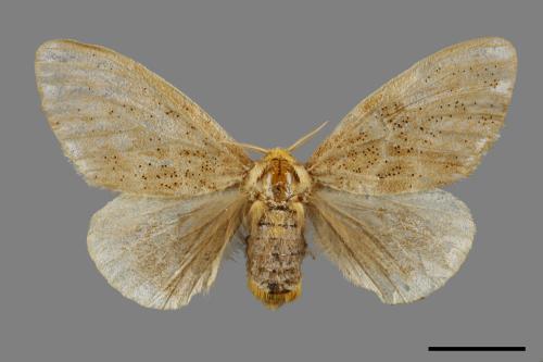 Euproctis inornata[00059457]