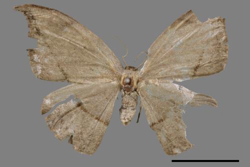Albara reversaria opalescens[單帶鉤蛾][00038895]
