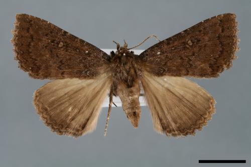 Hypersypnoides submarginata[00006130]