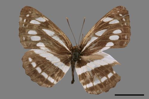 Neptis hylas luculenta[琉球三線蝶][00058806]