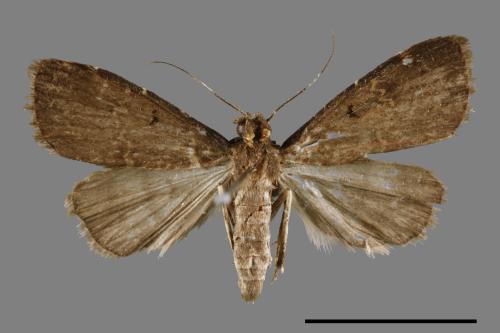 <已分類>Family：Noctuidae[夜蛾科][00011003]
