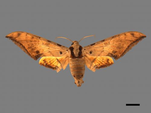 Ambulyx sericeipennis[臺灣鷹翅天蛾][00016676]