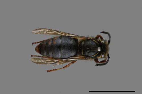 Vespula flaviceps[細黃胡蜂][00073481]