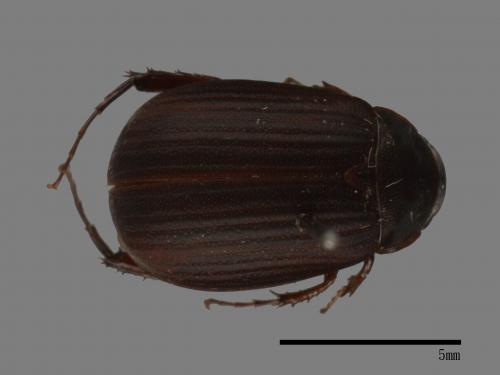 <已分類>Family：Scarabaeidae[金龜子科][00084187]