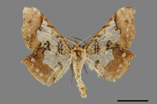 Krananda lucidaria[三斑璃尺蛾][00071453]