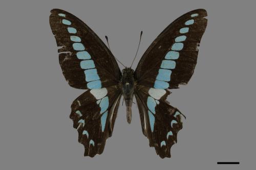 Graphium sarpedon connectens[青帶鳳蝶][00102042]