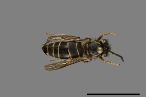 Vespula flaviceps[細黃胡蜂][00073258]