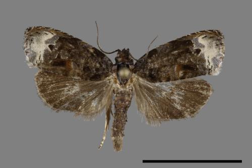 <已分類>Family：Tortricidae[捲葉蛾科][00092139]