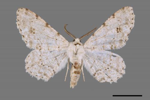 Lassaba parvalbidaria parvalbidaria[污雪雙斑尺蛾][00044315]